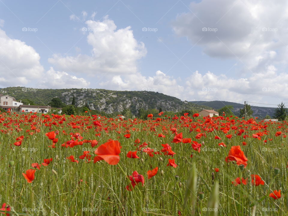 Poppy Field