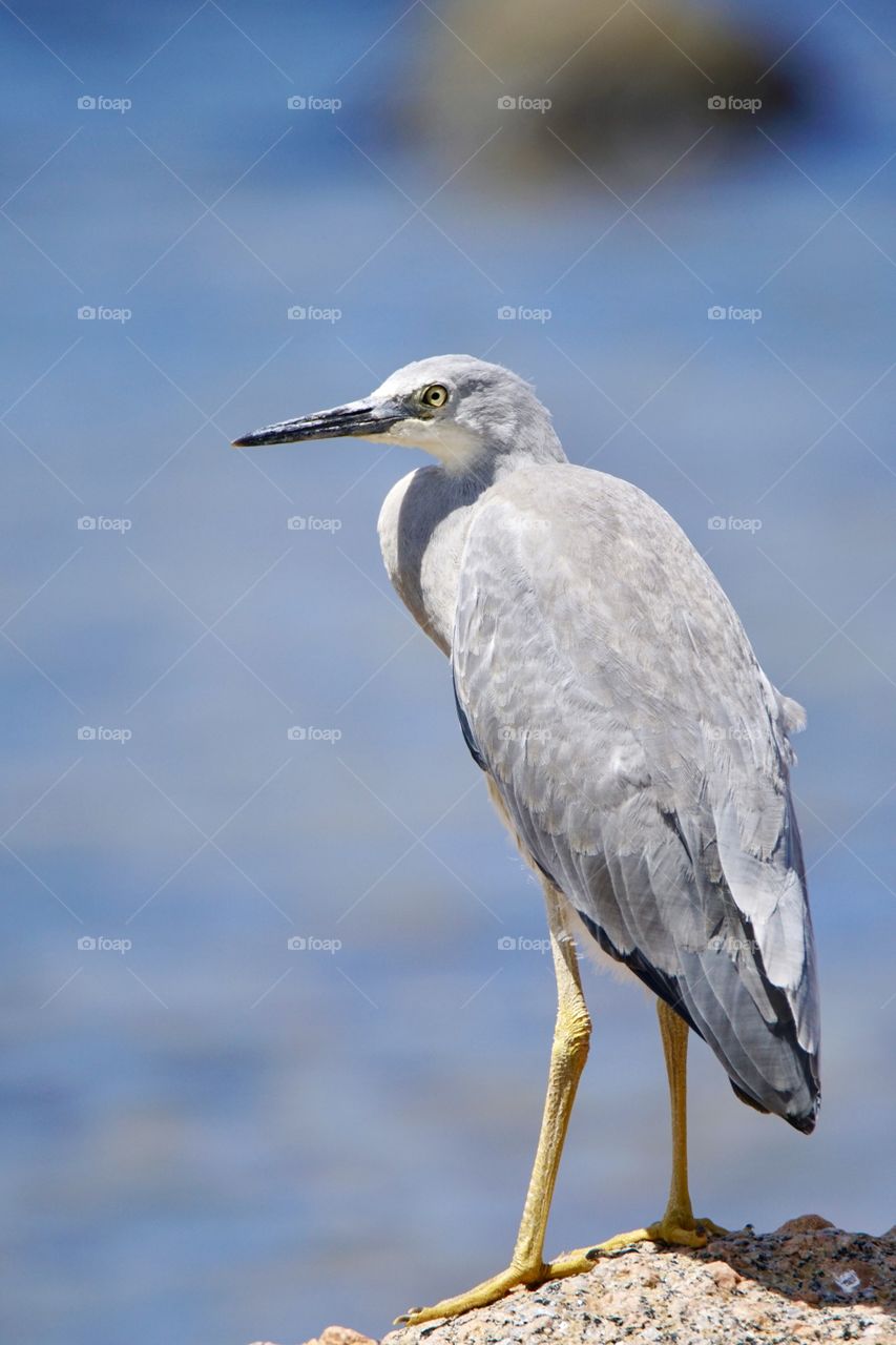 Heron