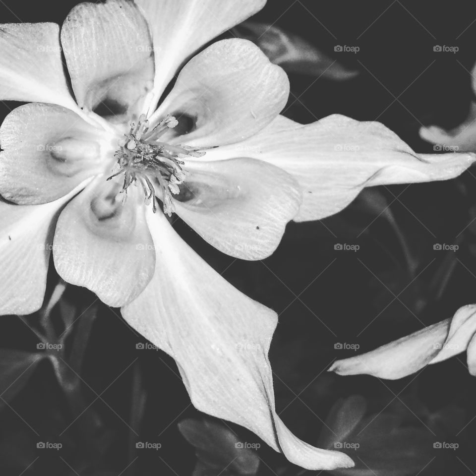 White Night Flower in black and white