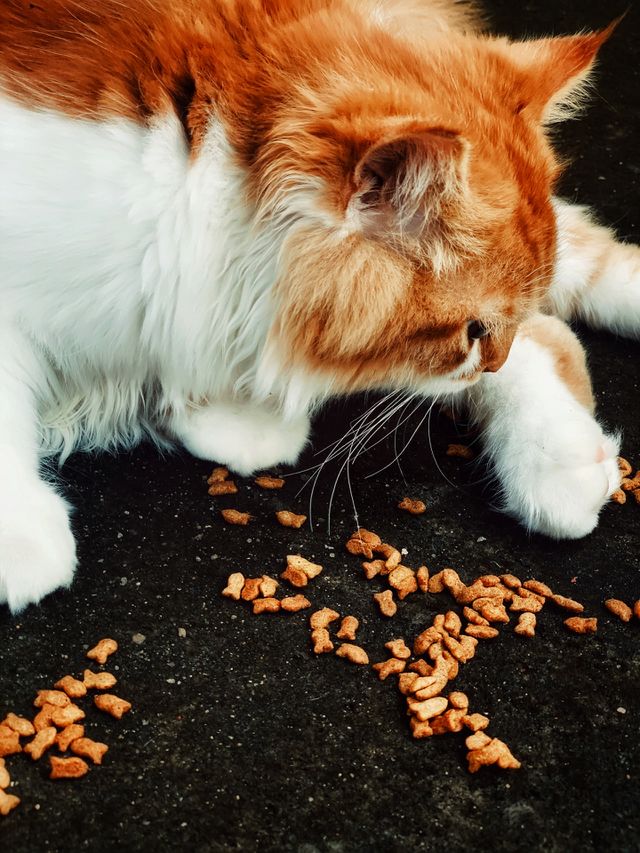 The cat is above all things, a dramatist.