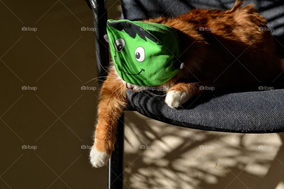 cat pet funny portrait in hat  in the sunlight