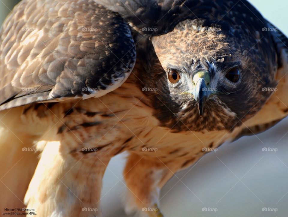 Ferruginous Hawk