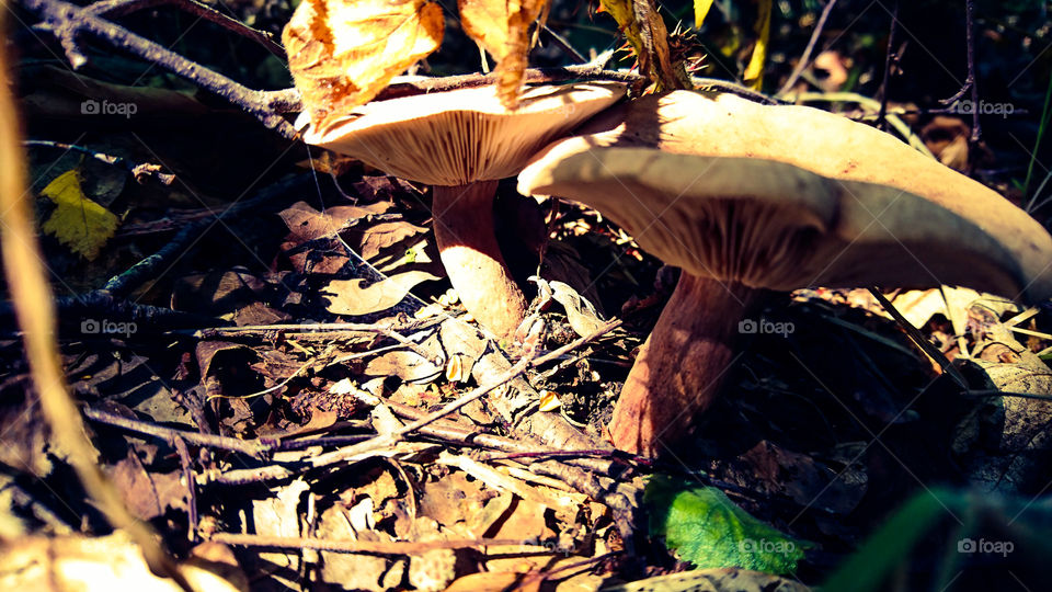 What grows in the undergrowth