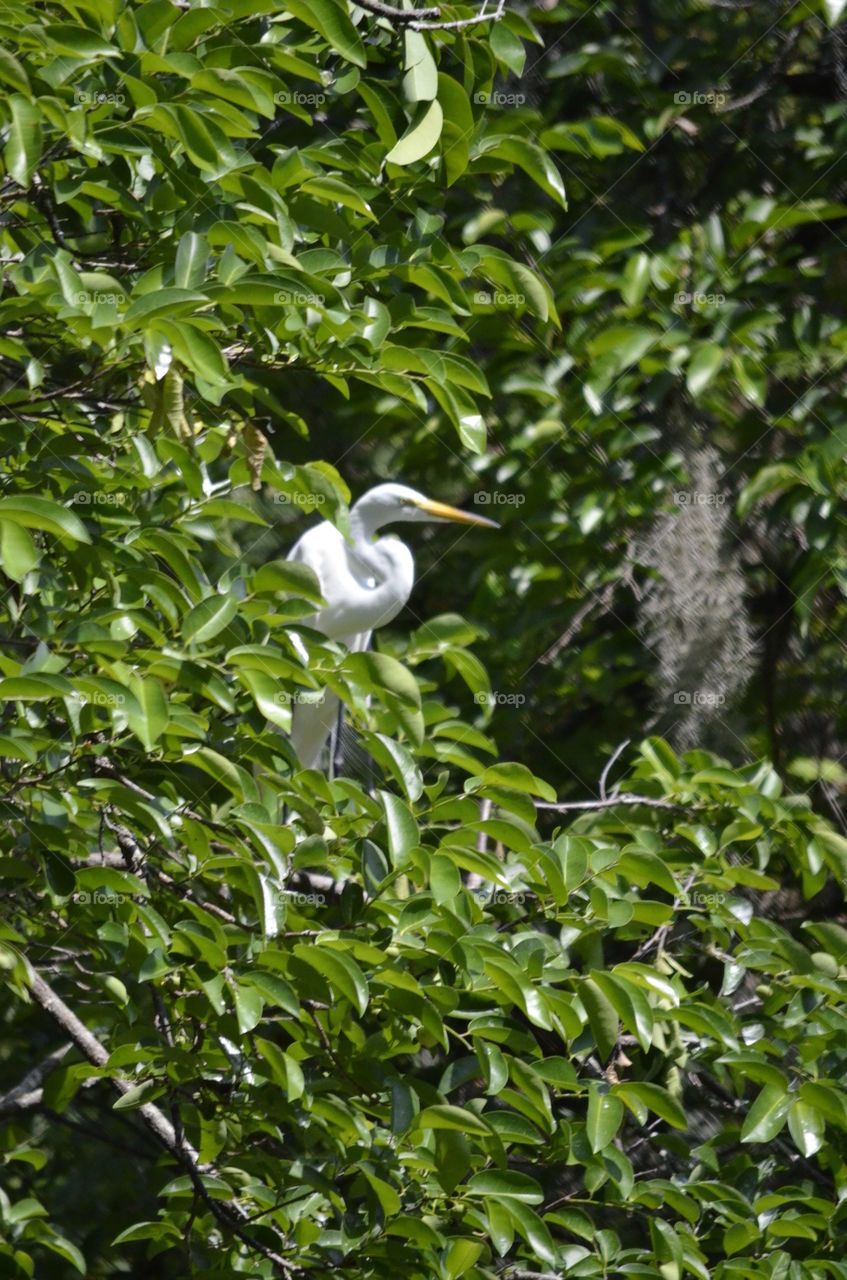 Egret