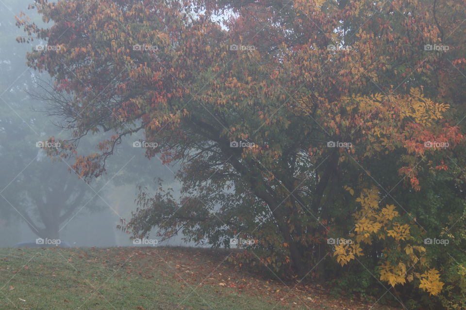 Misty autumn in the park