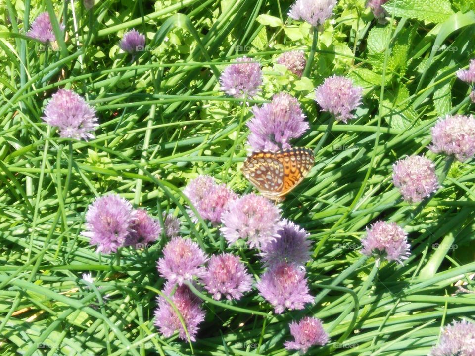butterfly on chives