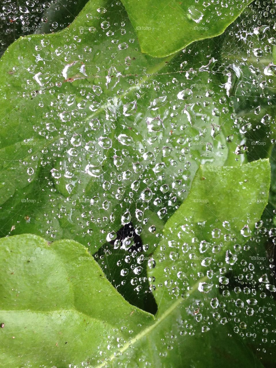 Spiderweb raindrops 3