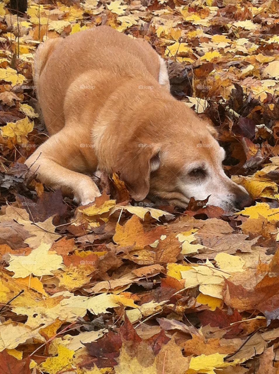 Lab retriever in fall leaves