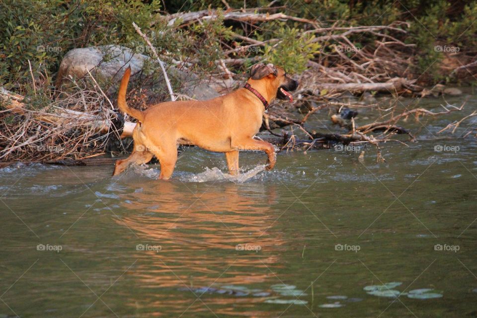 Dog walking in water