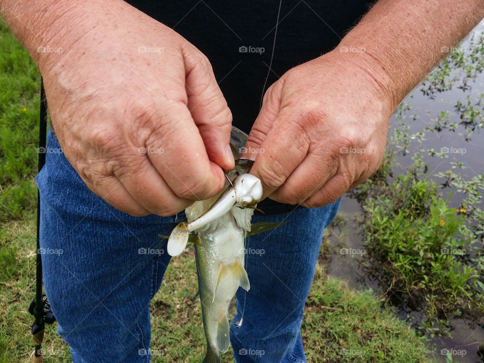 Large Mouth Bass Being Unhooked