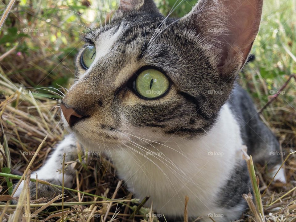 “Petey” - Alert tabby cat in the garden, ready to pounce