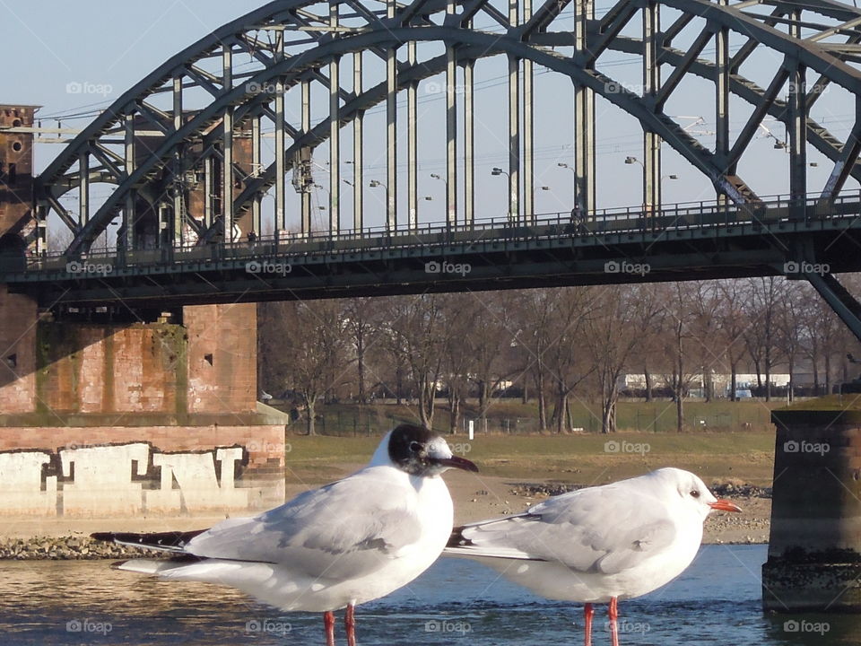 Möven an der Brücke in Köln