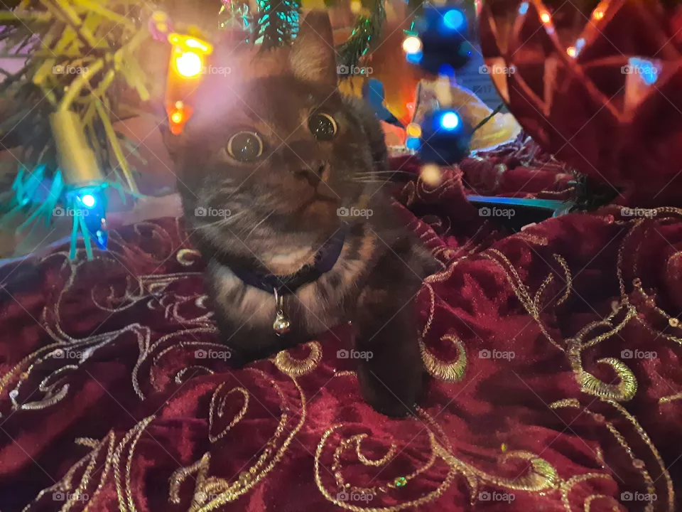 All The pretty lights