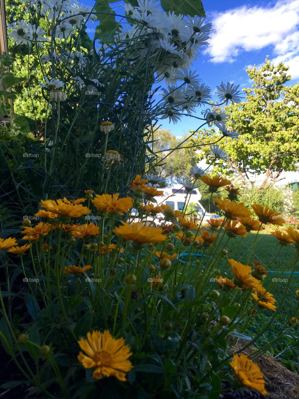 Flowers
