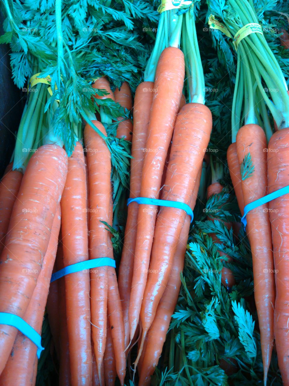 carrots. carrots