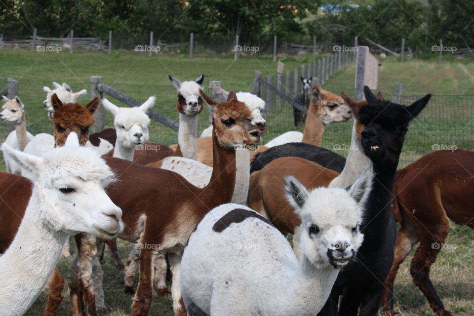 Alpaca farm