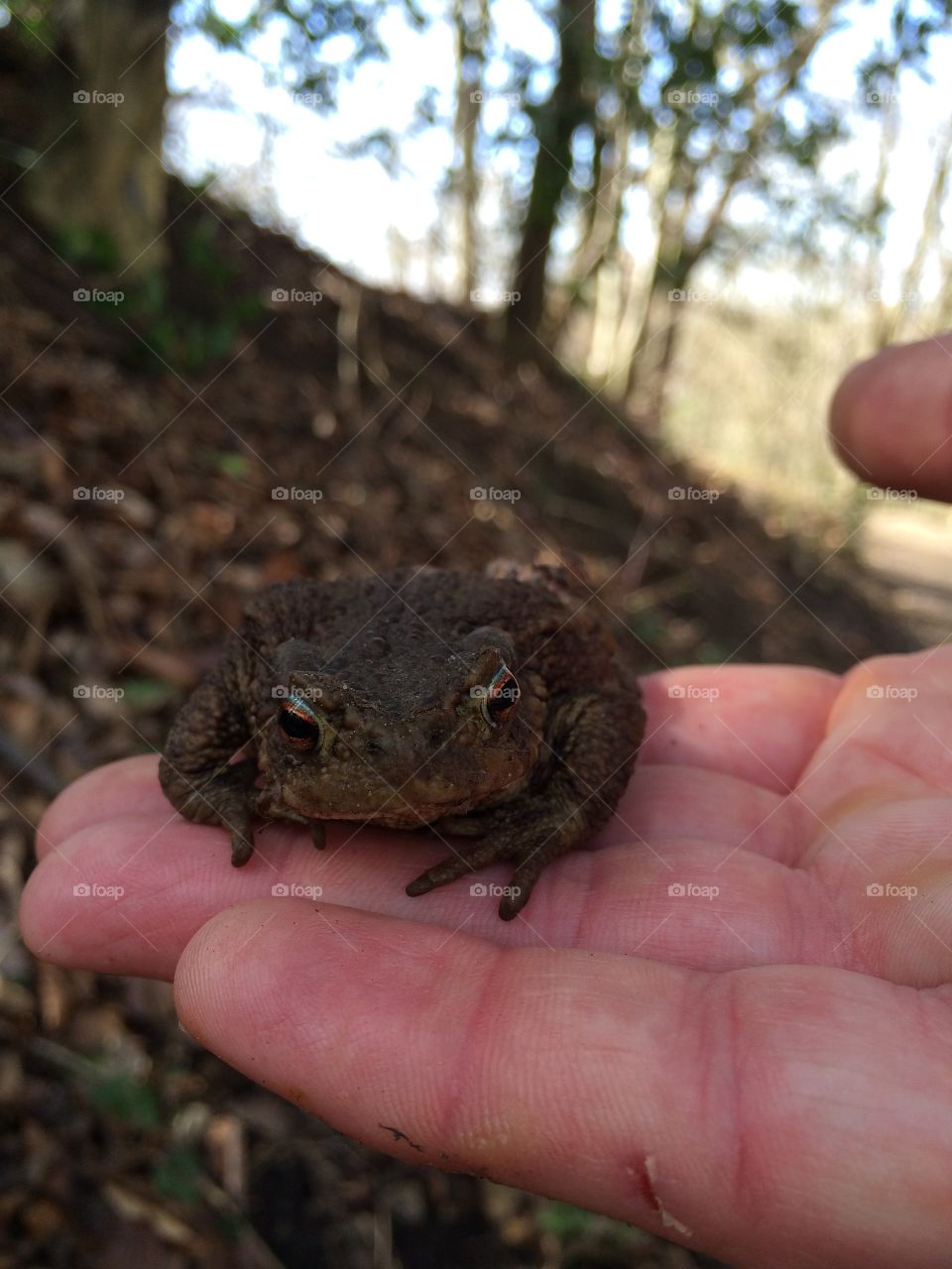 Hand some Toad. Toad spotted walking in the woods 