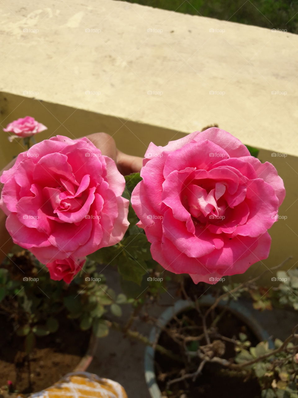 beautiful pink roses