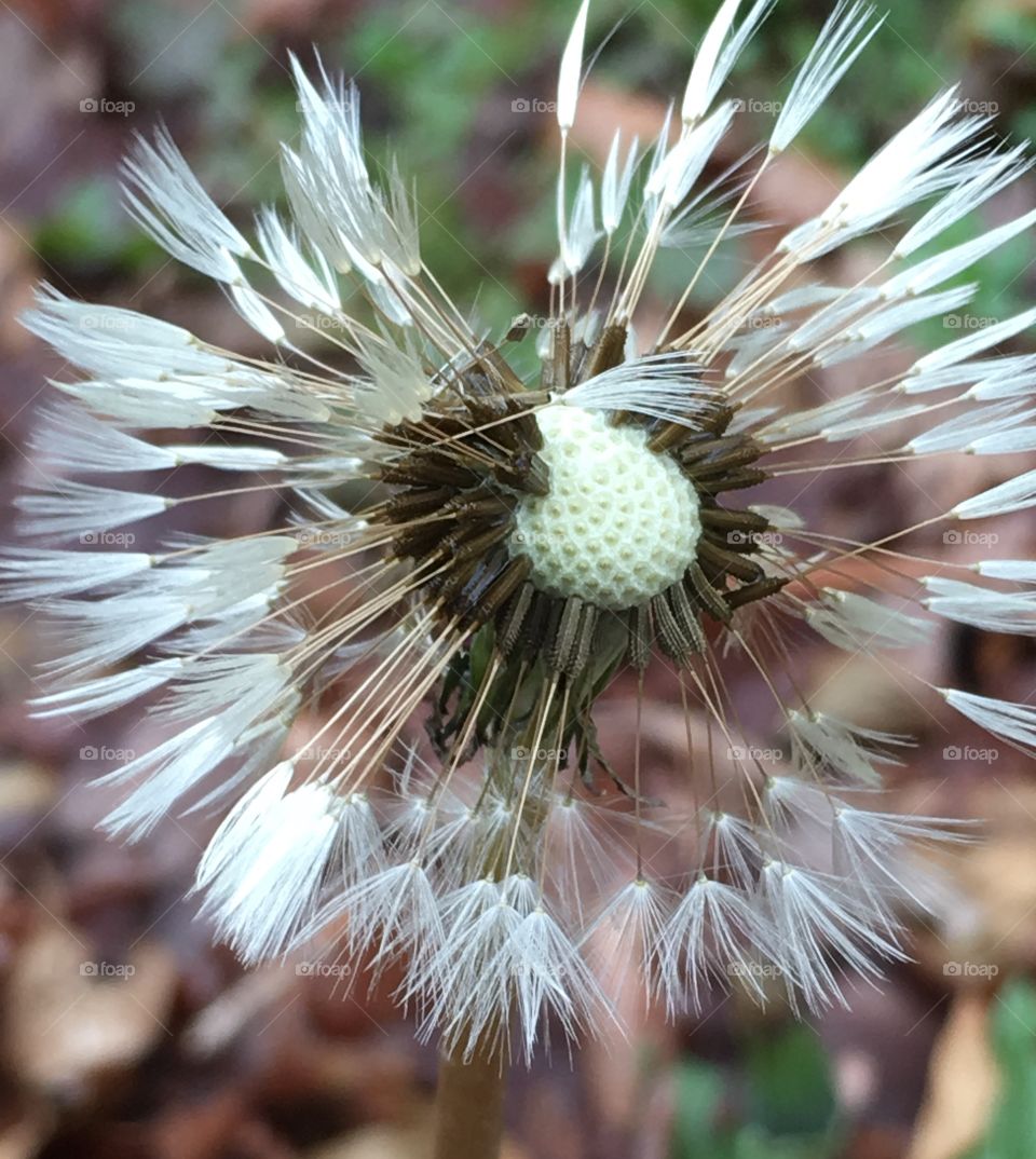 Partially blown dandelion after a spring rain-