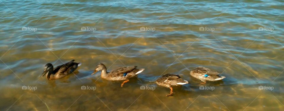 Bird, Water, Duck, No Person, Lake