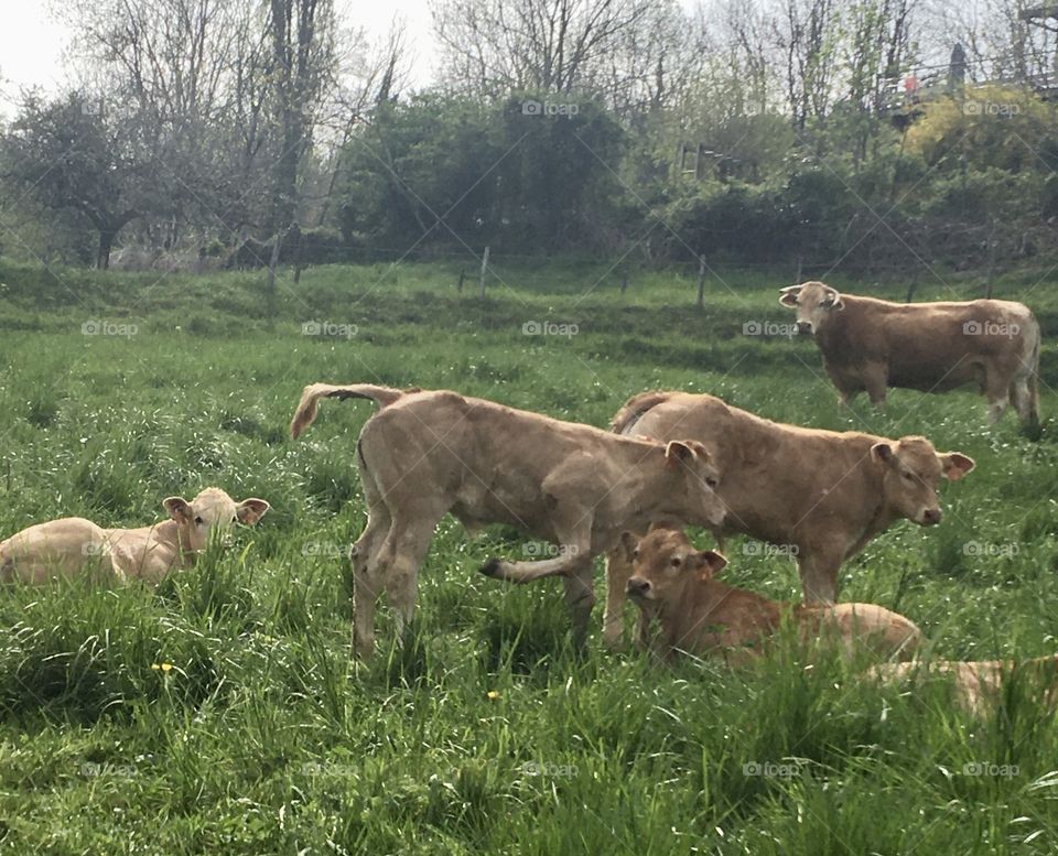 Cows and calves