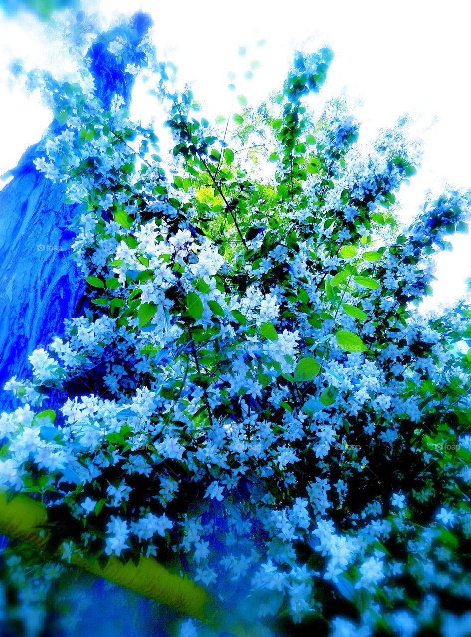 White flowers blooming in spring