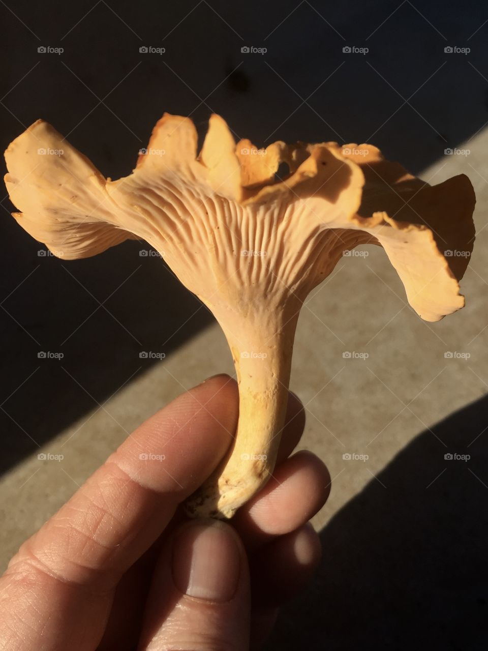 Chanterelle mushroom. 