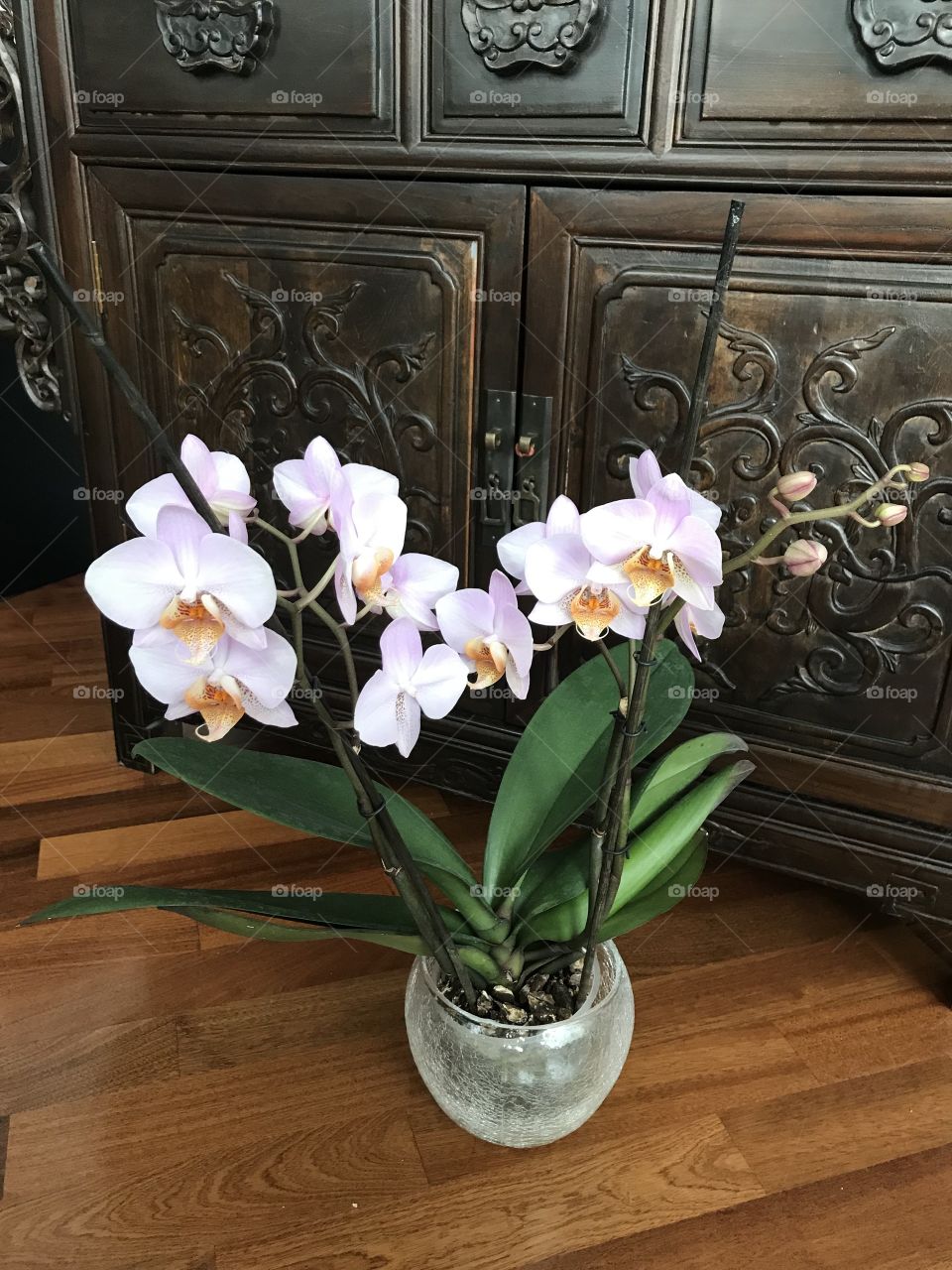 My blooming orchids 