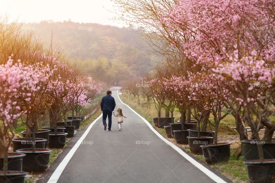 Father and daughter walking in cherry blossoms park