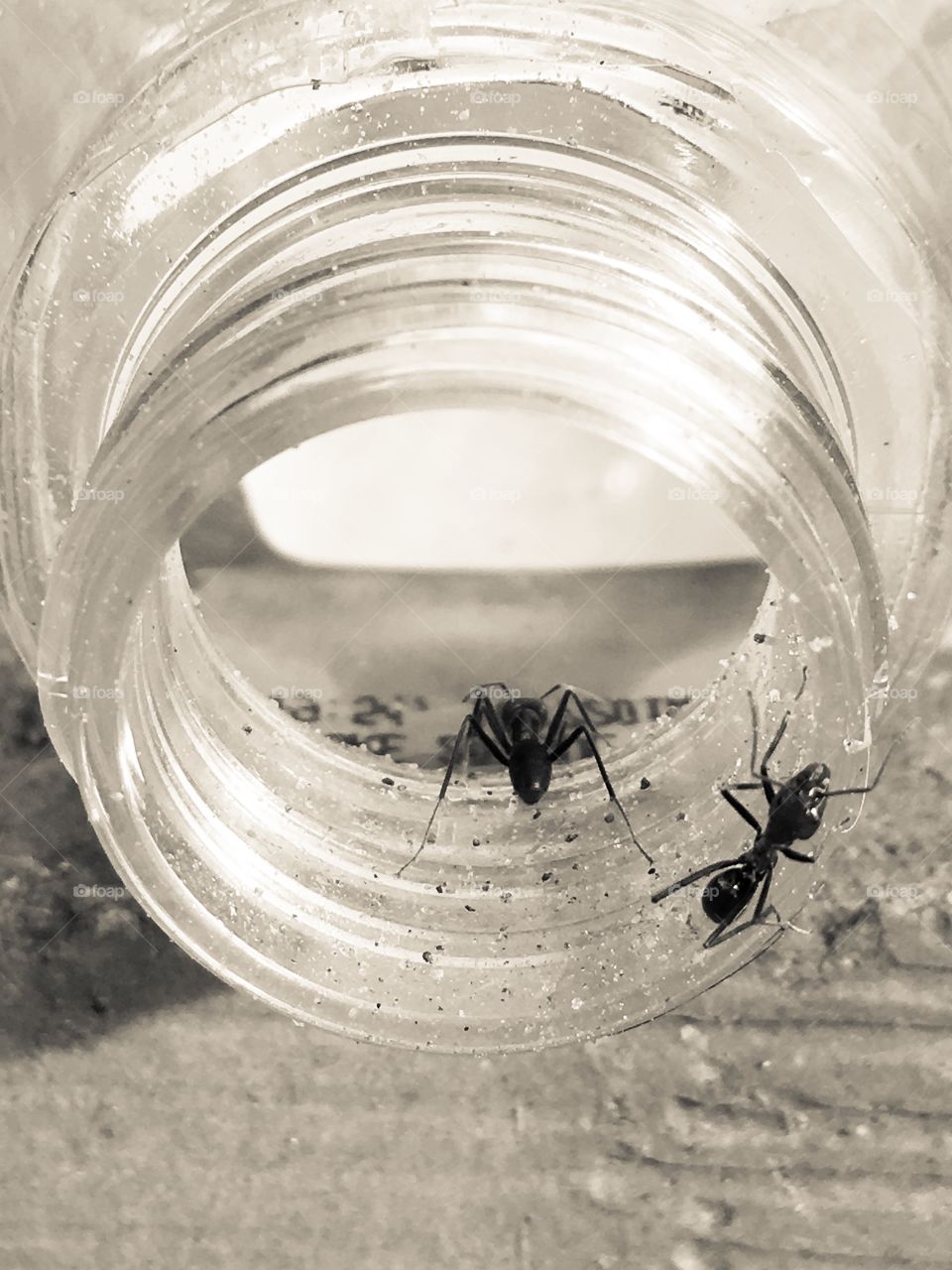 Worker ants Australia inside and outside glass jar large biting ants with pincers 