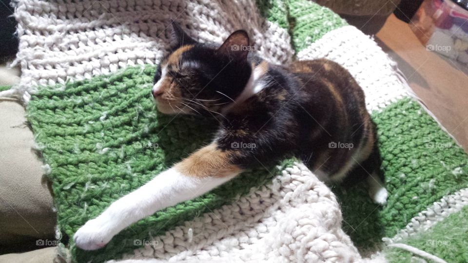 This is Greta stretched out on her favorite afghan.