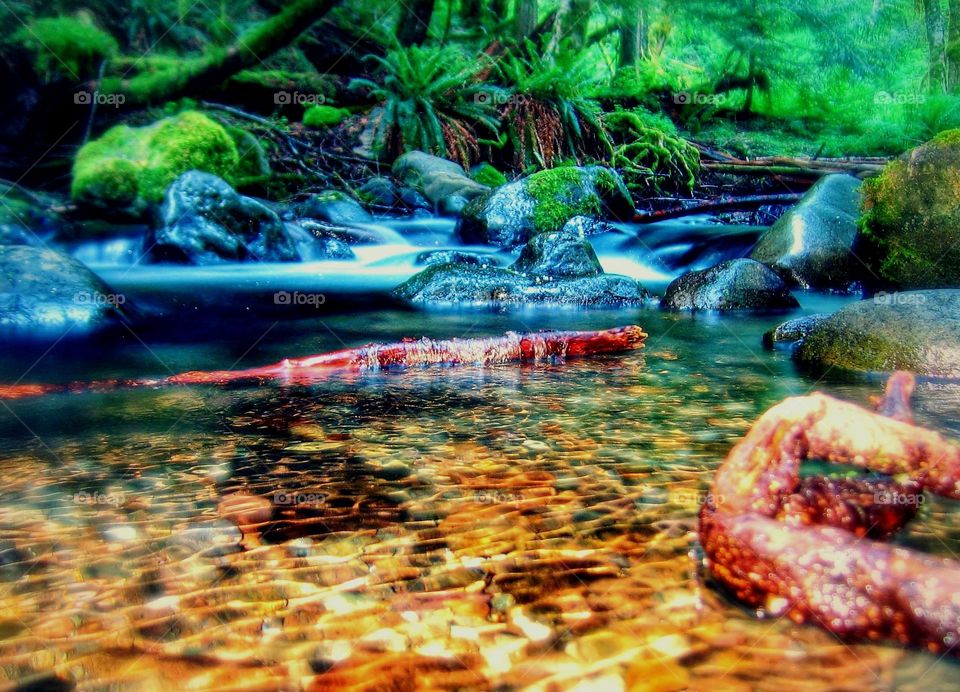 stream in the forrest