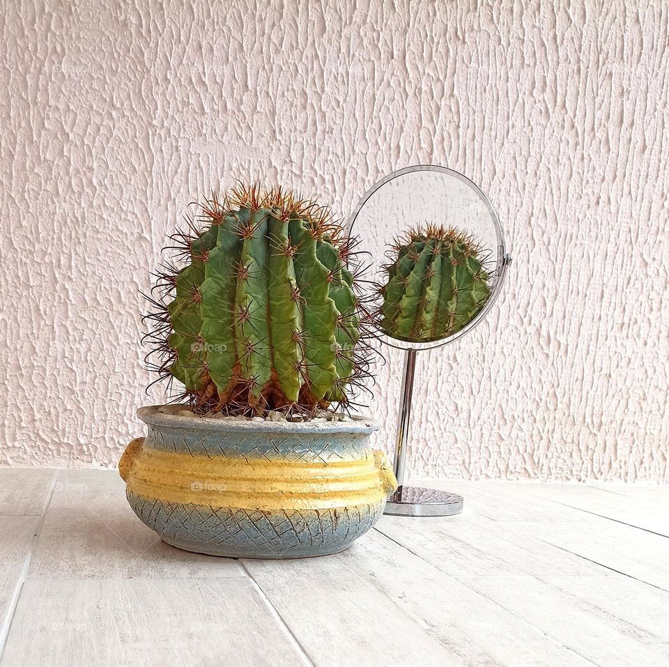 cactus in pot and reflection