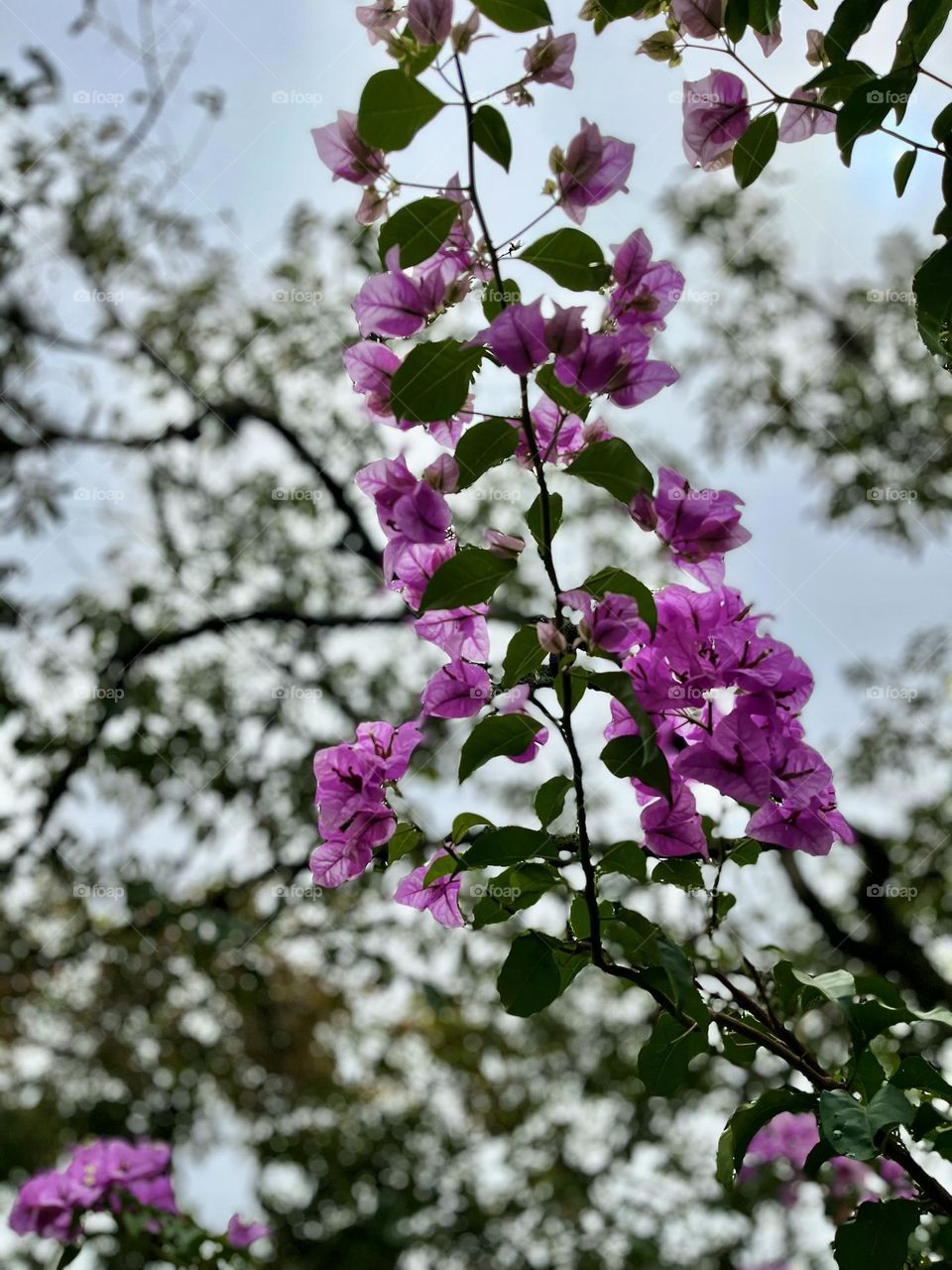 A zoom of the pink flowers