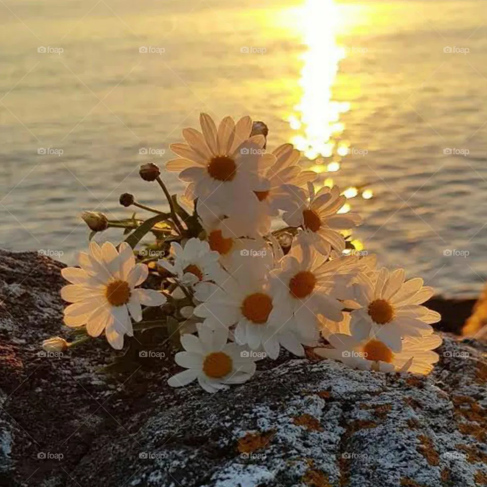 beautiful flower