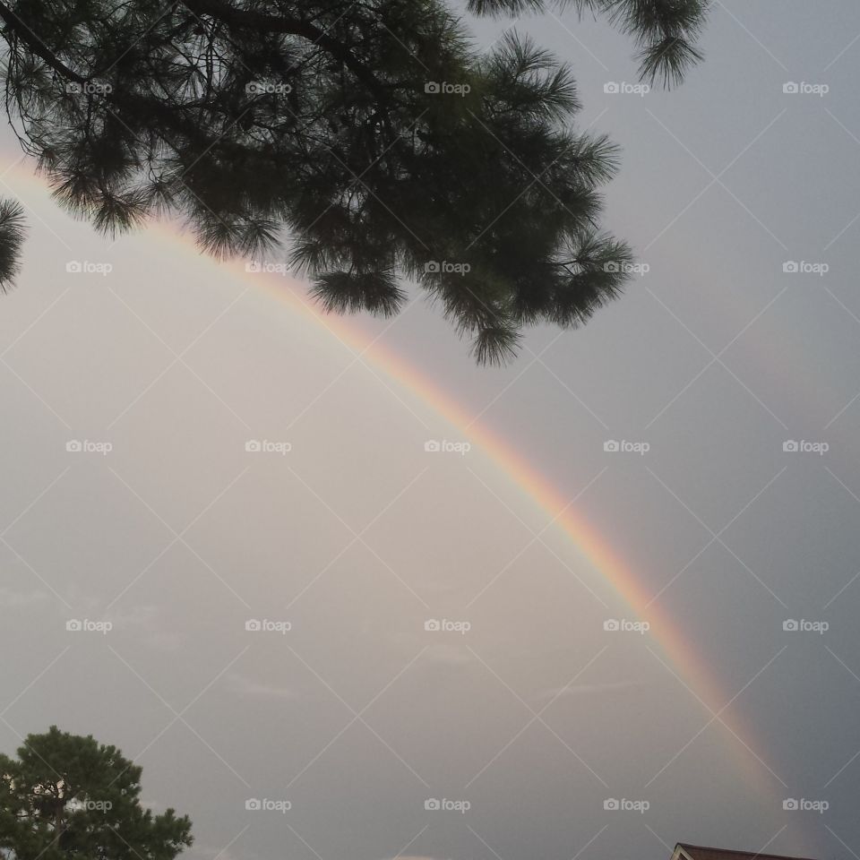 rainbow behind the pines