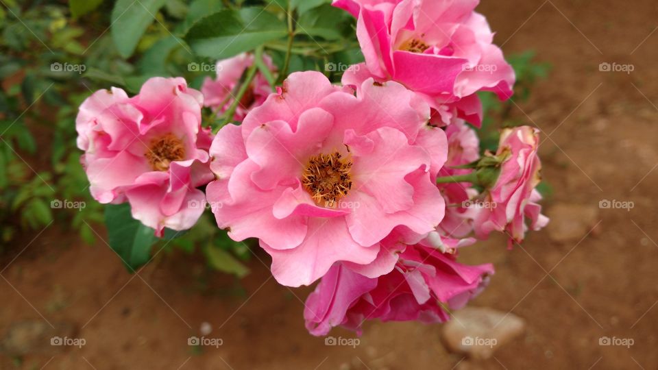 Para mim existem milhões de rosas e cada uma mais bela que a outra.