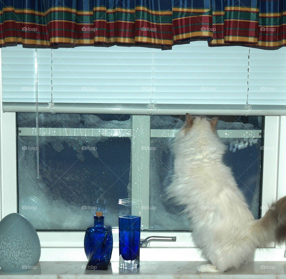 cat window winter