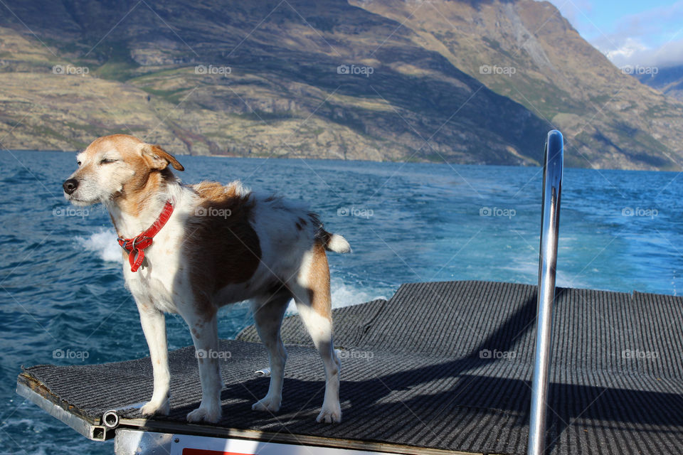 Dog enjoying the wind 