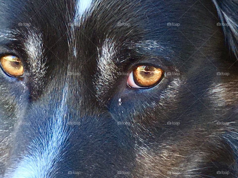 Front view closeup face and brown eyes border collie sheepdog 