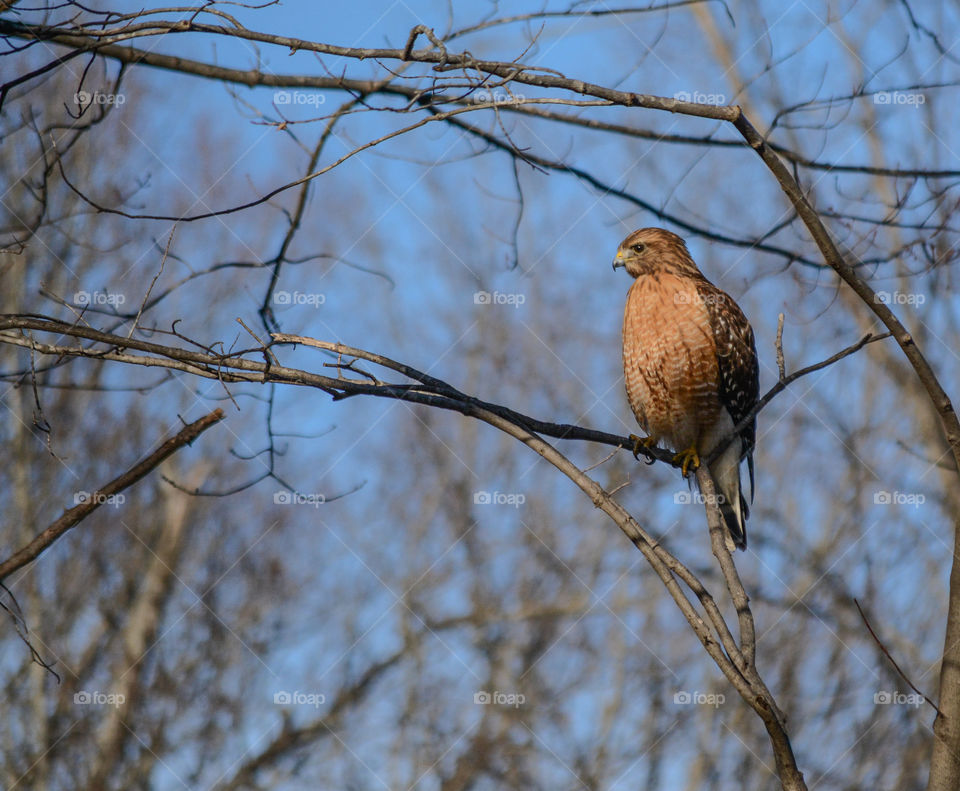 Hawk sitting in a tree. 