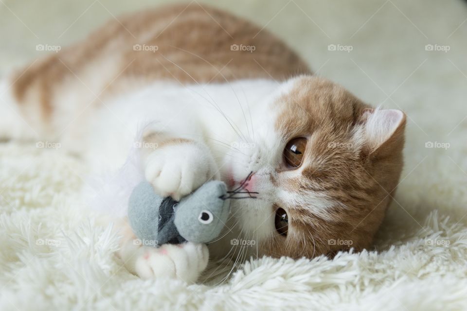 Cat with mouse