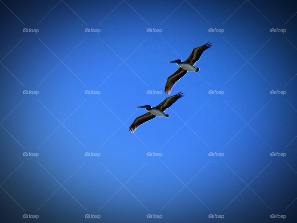 Pelicans in flight - Stuart, Florida 