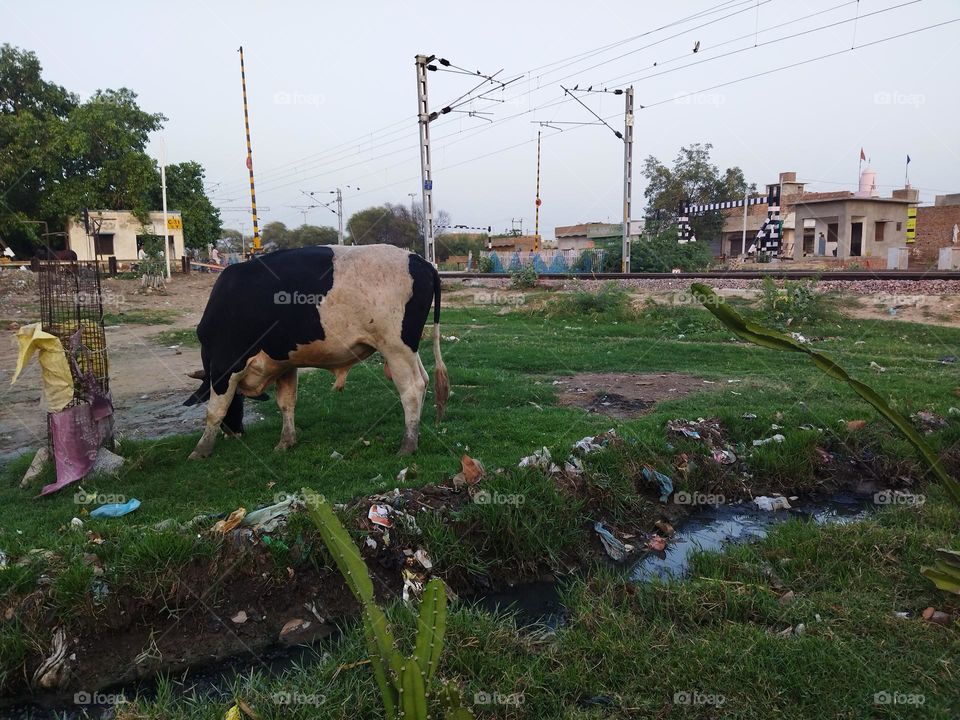 indian bull grazing