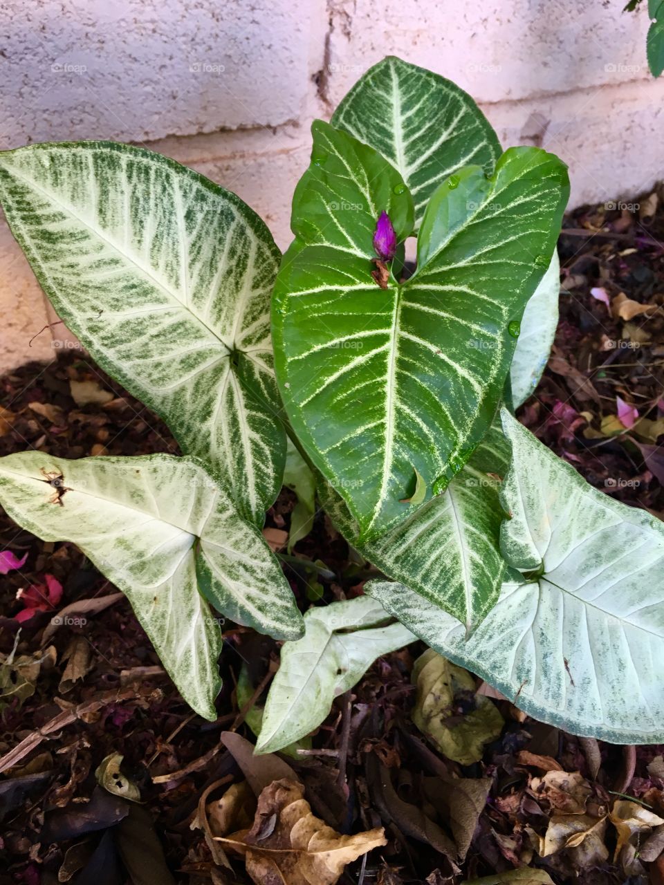 Nosso jardim e o agradecimento à chuva: é só milhar a terra, que a natureza devolve em beleza!