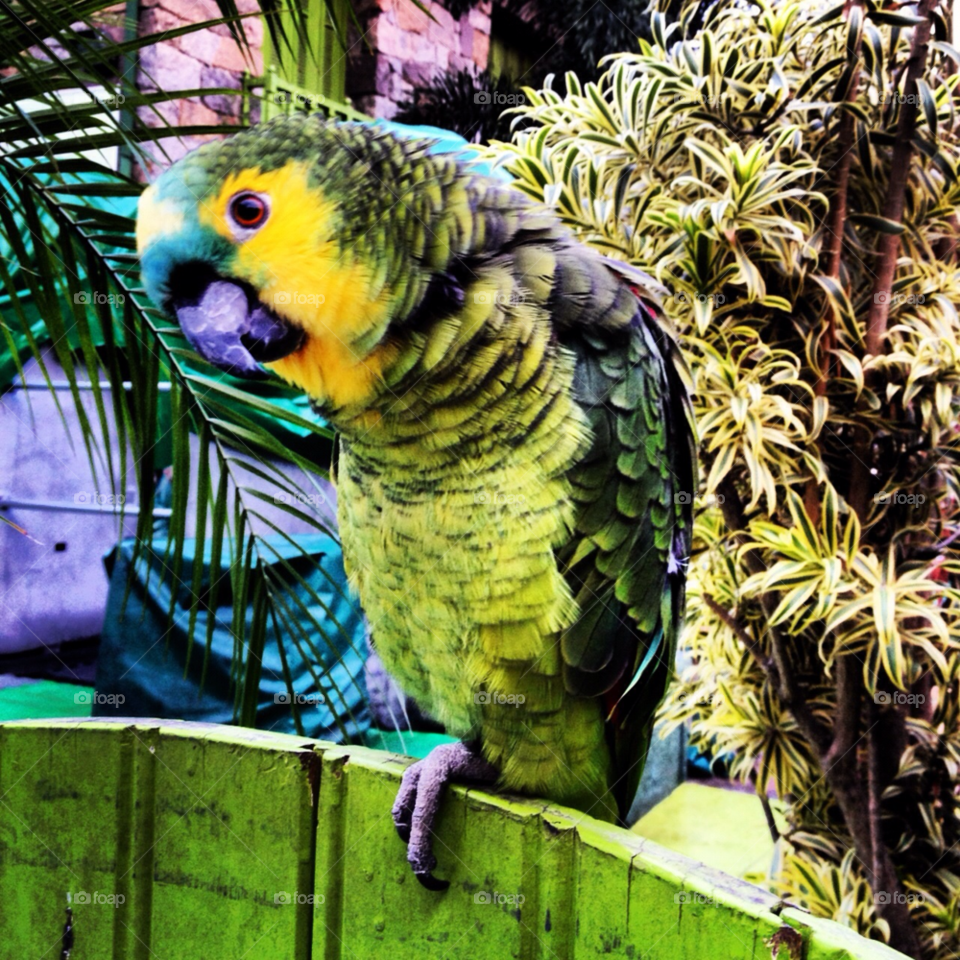 animal bird pet parrot by pedrolutterbach