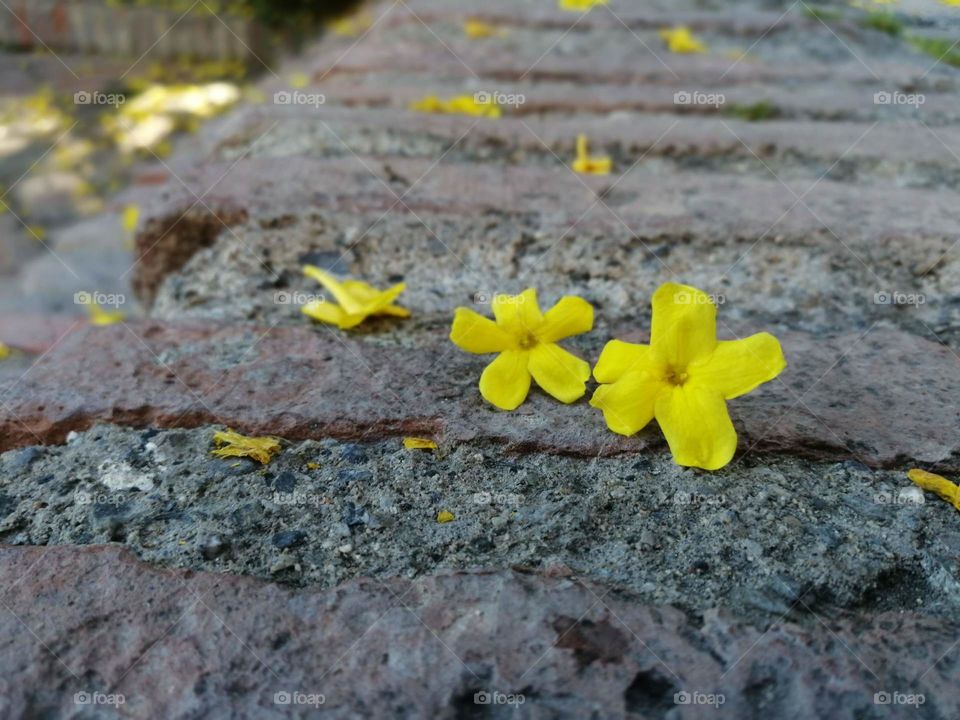 Flowers. Malaga