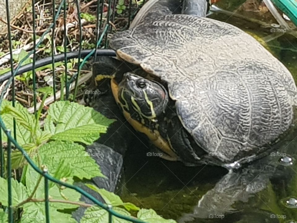 Leonardo the water turtle, enjoy the summer sun. On the edge of the pond.
Enjoy life - animal.