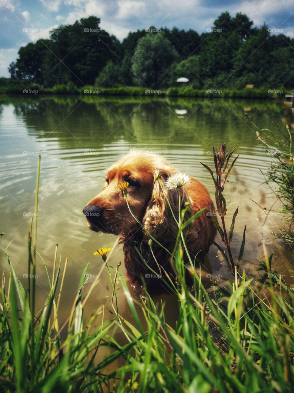 Dog in the Lake