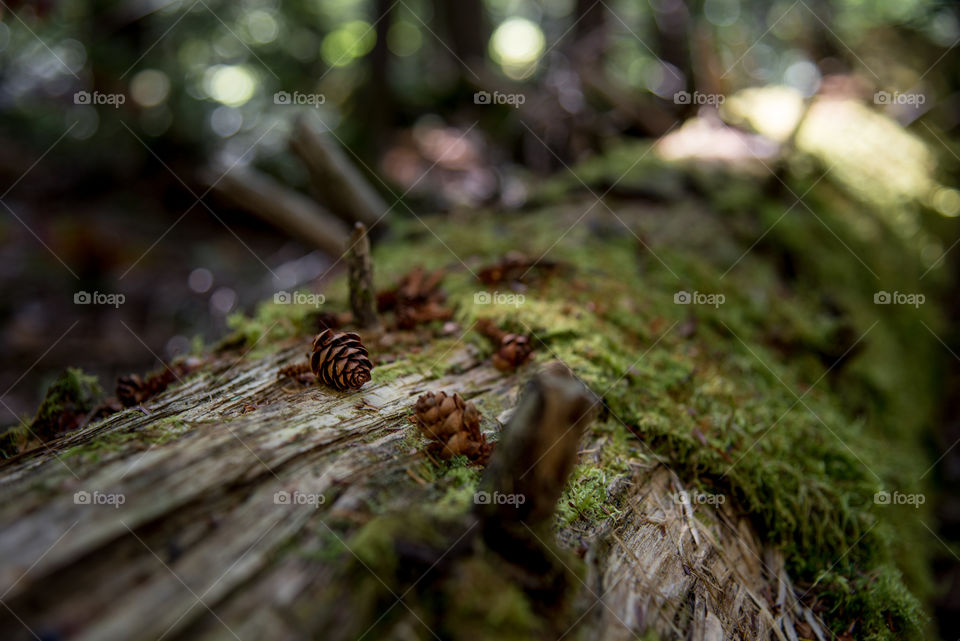 When you are in the forrest remember to stop and notice the small things